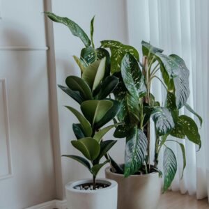 Plantas y Maceteros